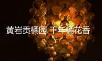 黄岩贡橘园 千年橘花香